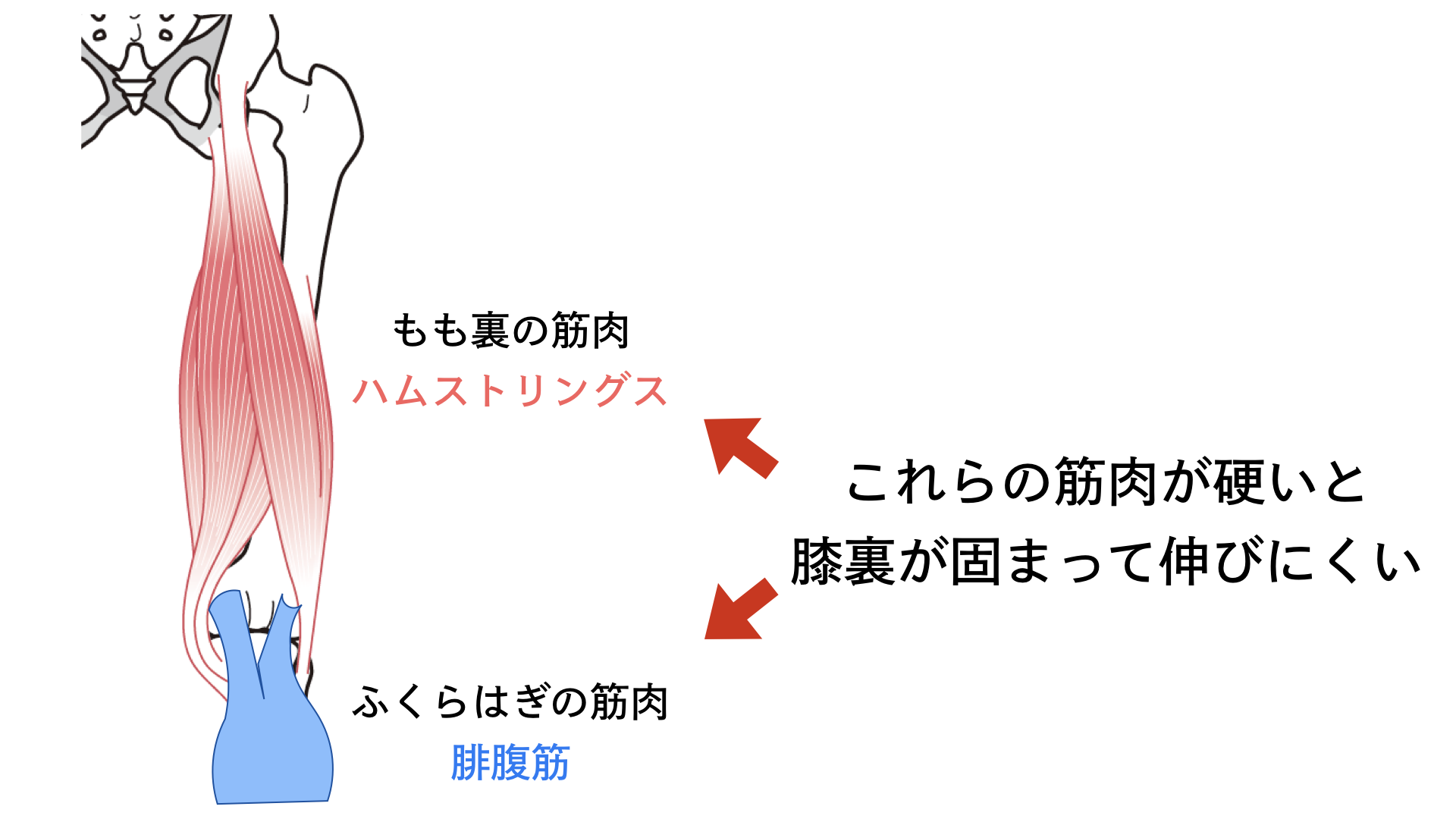 膝裏が硬い原因と伸ばすための３つのストレッチ法 バレエダンサーさんの治療院