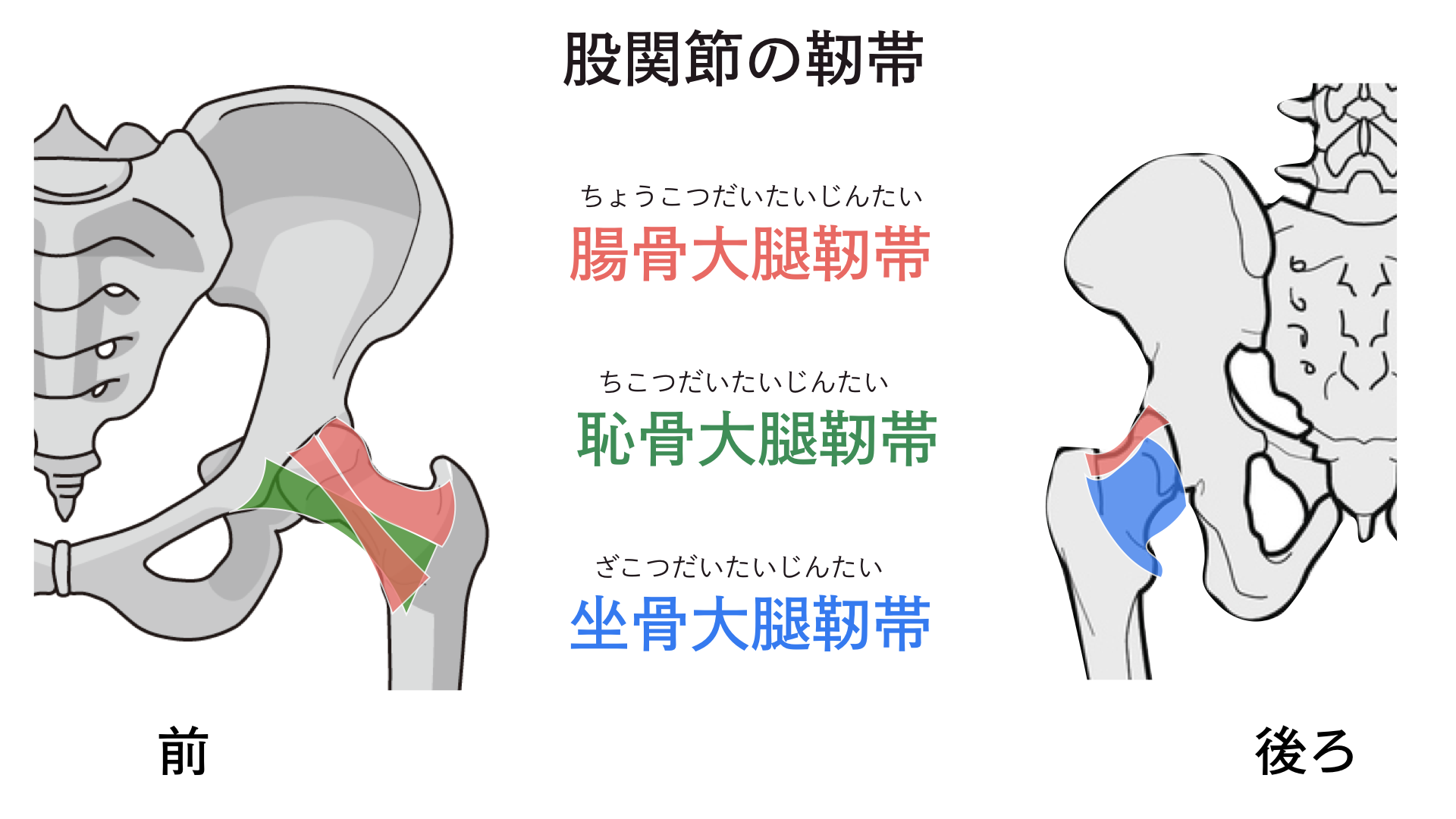 股関節 靭帯